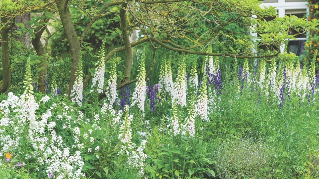 Brookside foxgloves