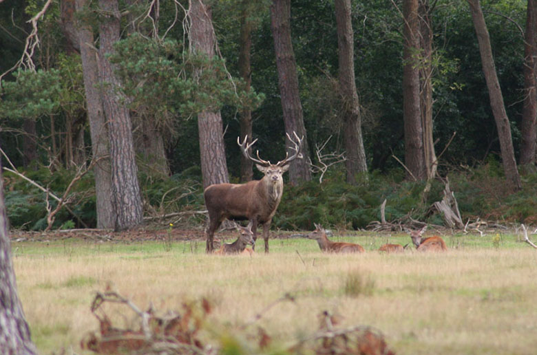 Red deer at RSPB Minsmere