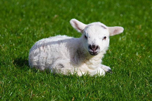 Wimpole Home Farm