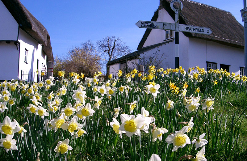 Thriplow Daffodil Festival Cambridge Edition