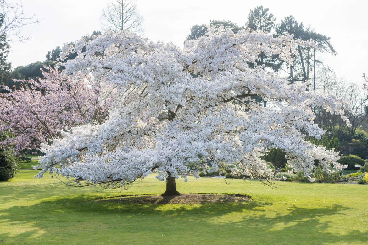 Botanic Gardens Virtual Tours