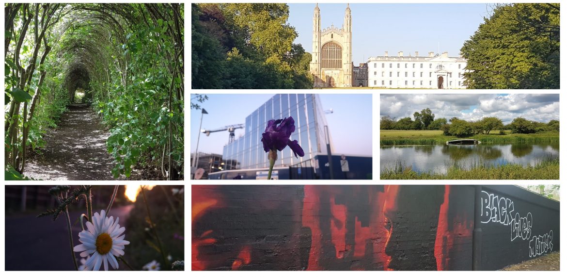 Open Cambridge goes virtual