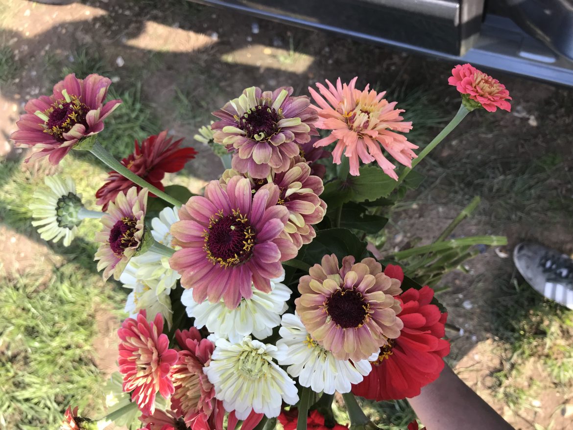 How does your garden grow? August ’20