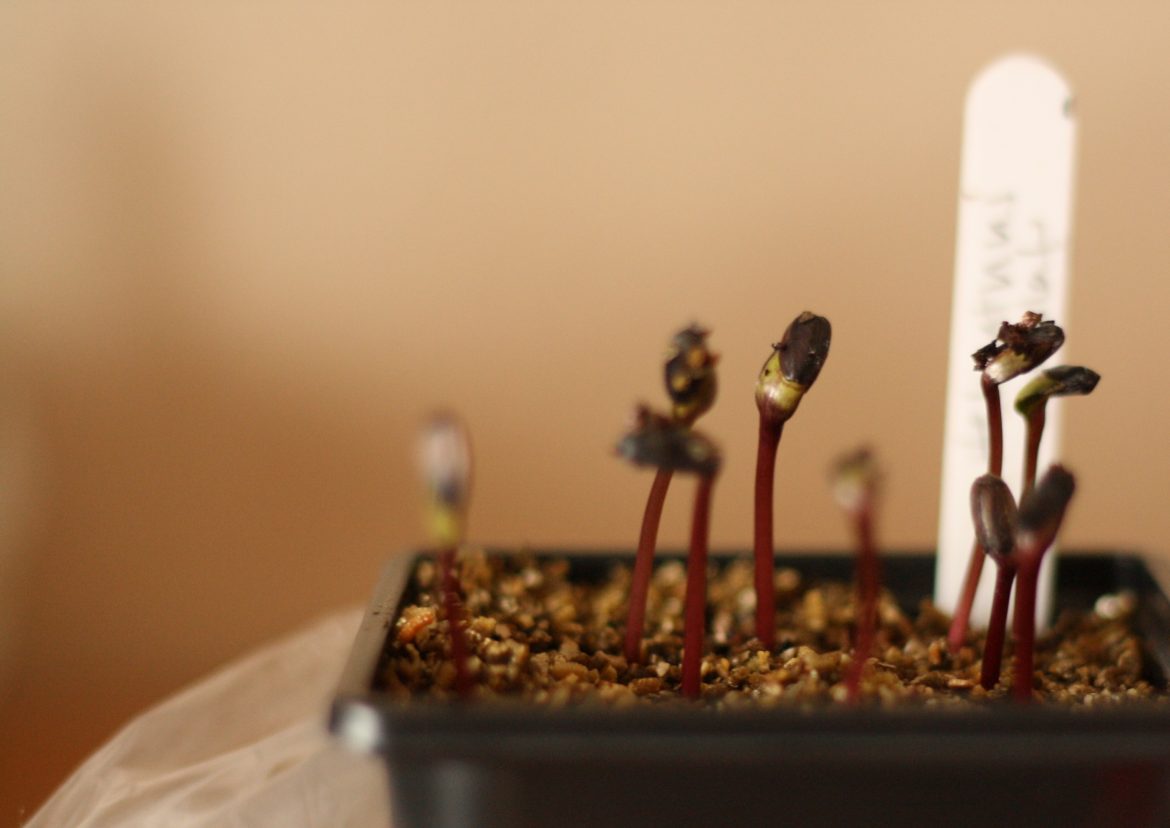 How does your garden grow?