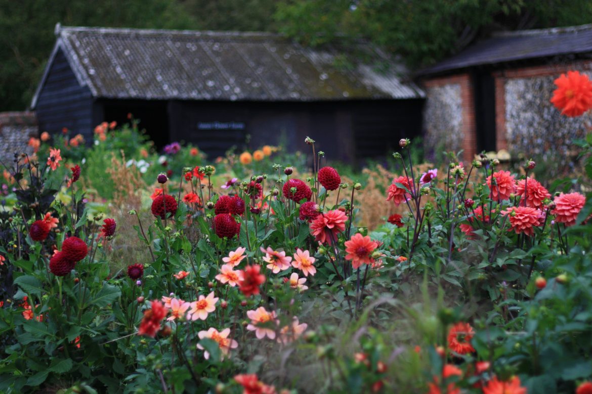 How does your garden grow? August ’21