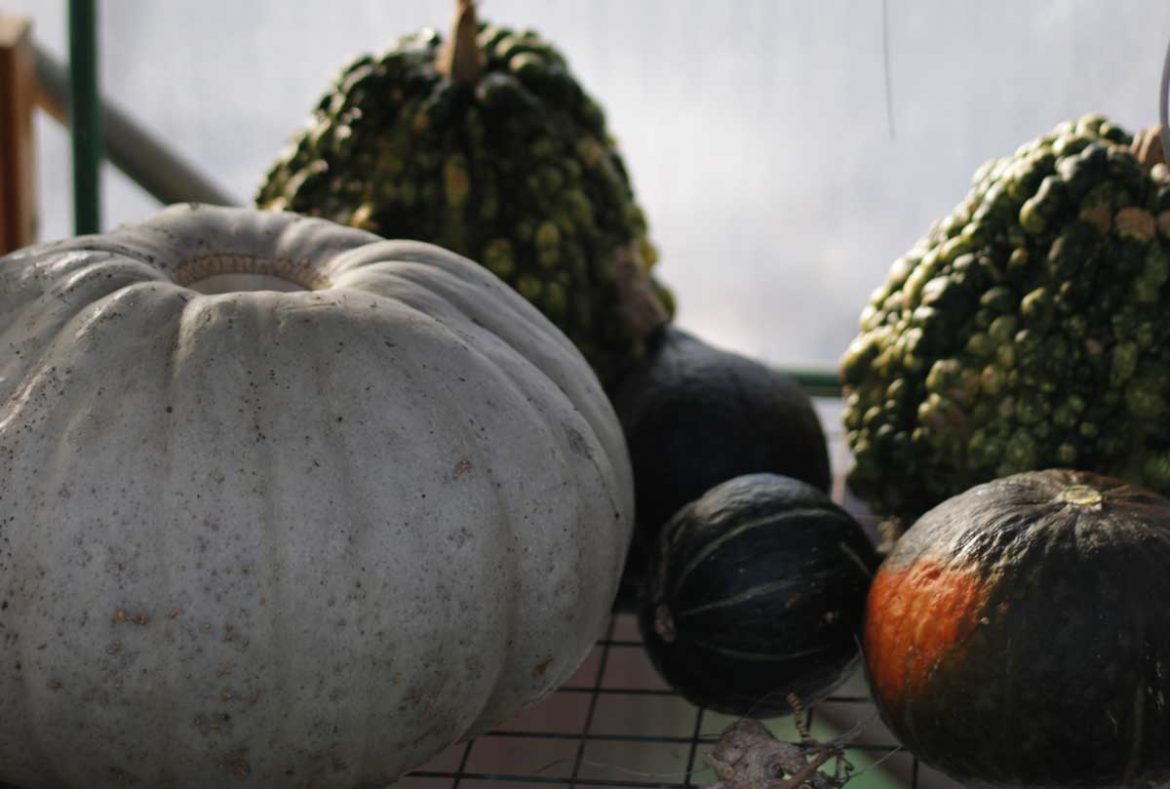 Anna's Flower Farm - pumpkins