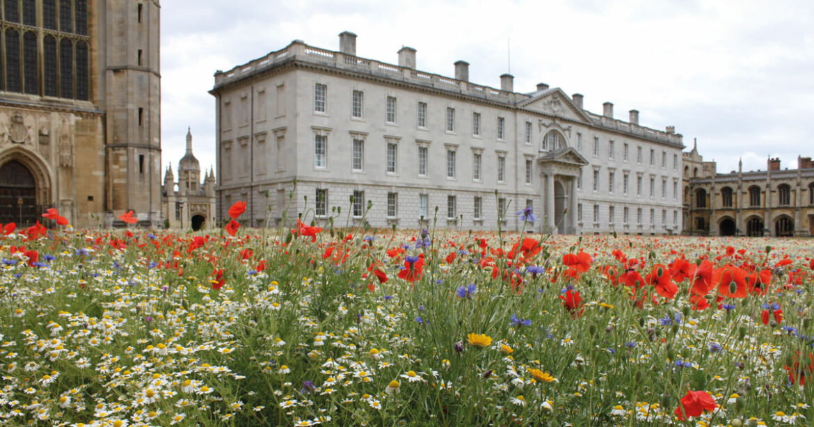 King's College meadows © Geoff Moggridge
