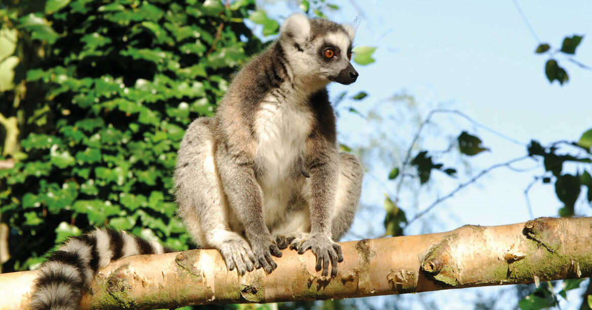 Shepreth Wildlife Park - Lemur experience