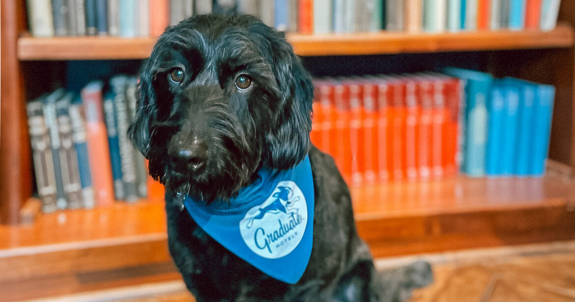 The Graduate - Dog-friendly Event