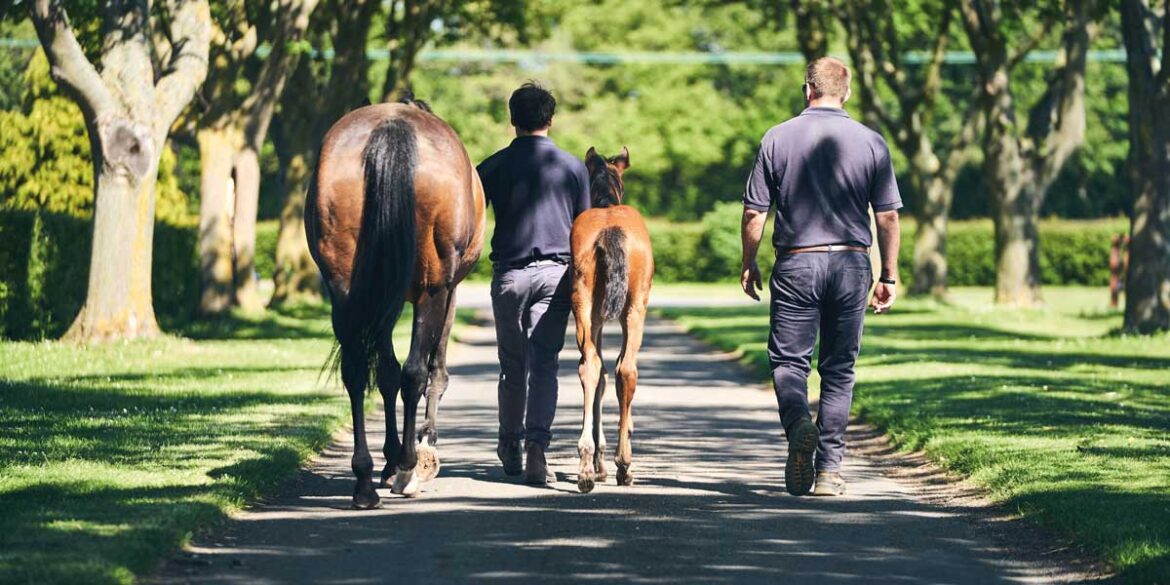 Top 6 things to do in Newmarket