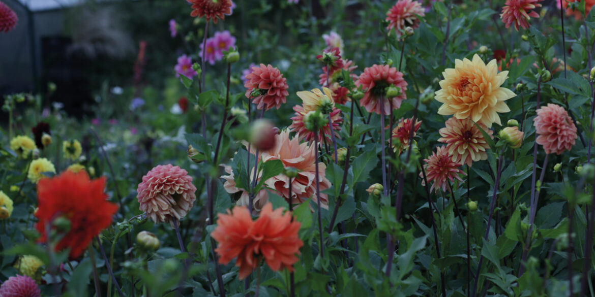 How Does Your Garden Grow: August 2024