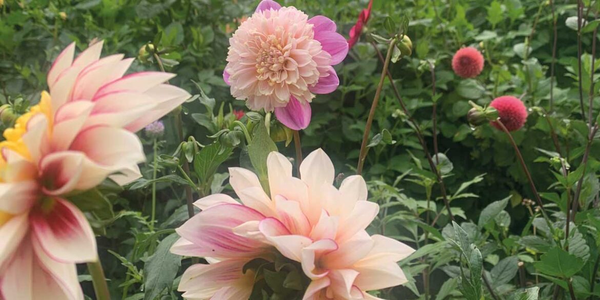 How Does Your Garden Grow: September 2024