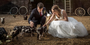 South Farm piglets c. Rafe Abrook Photography