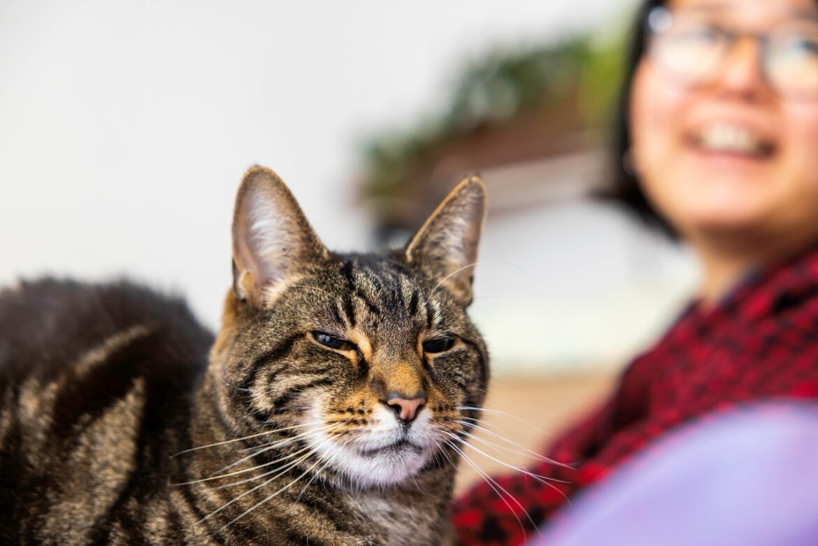A cat sits while a woman sits in the background blurred