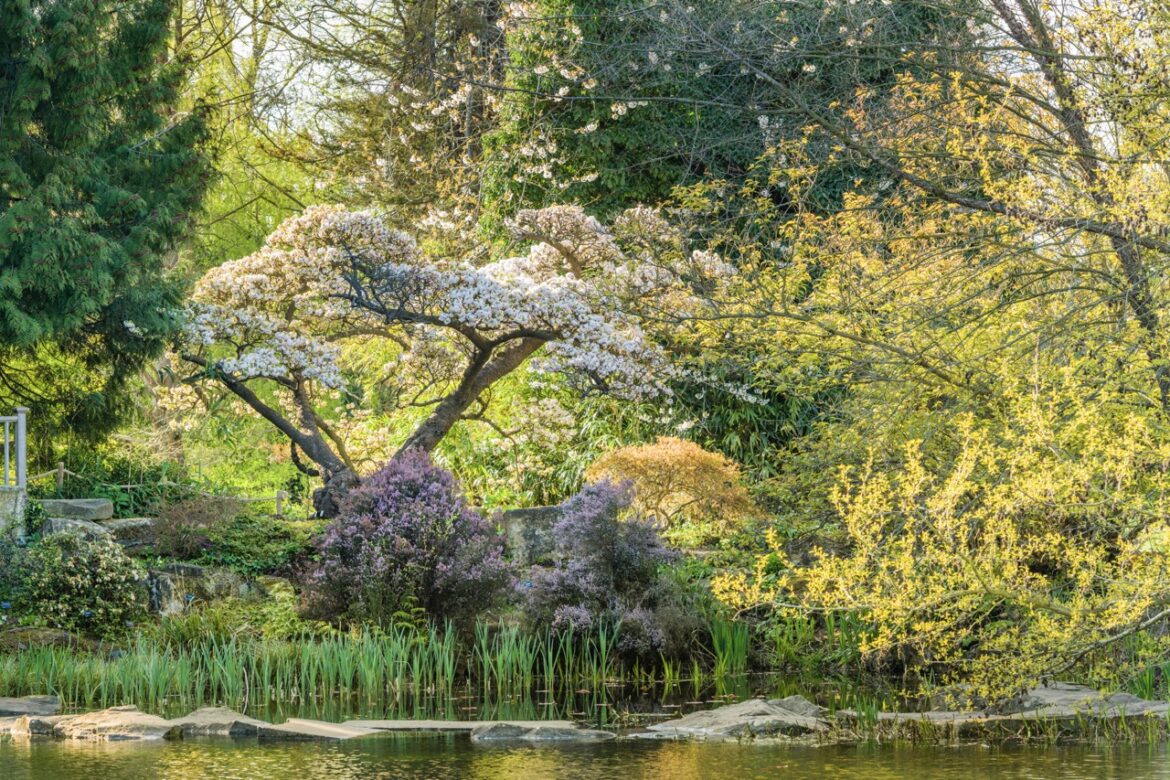 A tree and plants on the opposite side of a lake