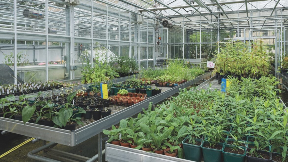 Interior of a greenhouse with rows of small plants
