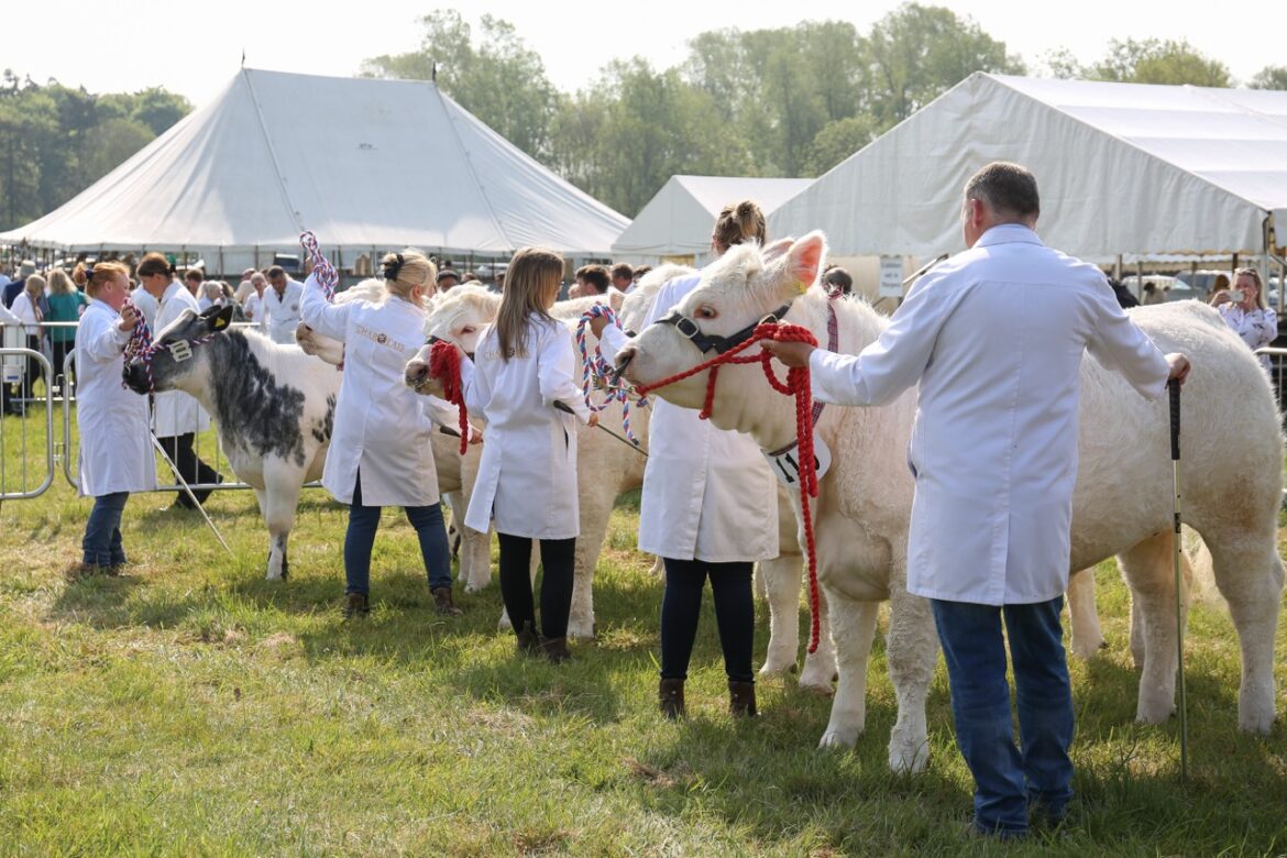 A countryside show where a line of cows and their handlers stand in front of white tents