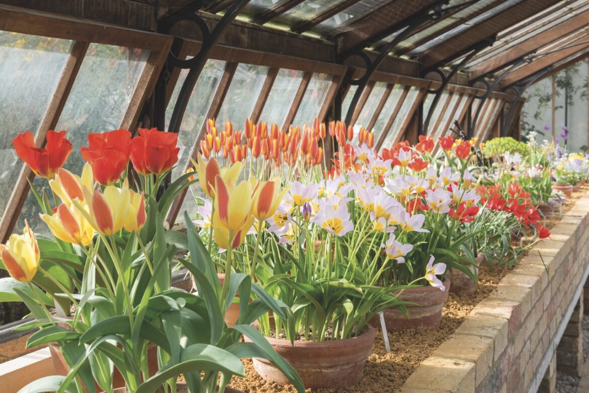Inside of a greenhouse with a row of pots of red, white and yellow tulips next to a slanted window