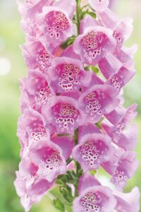 A close-up photo of a tall pink flower