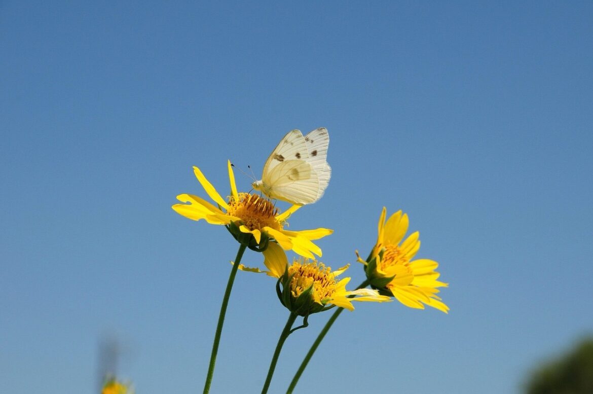A butterfly sitting on a yellow flower against a blue sky