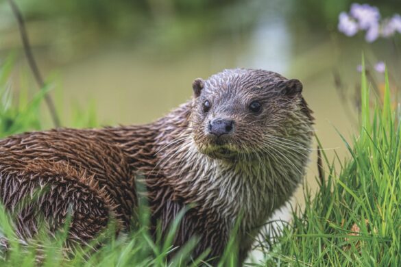 A wet otter sitting in long grass looking over its shoulder