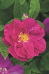 A close-up shot of a pink flower with a yellow centre surrounded by green leaves