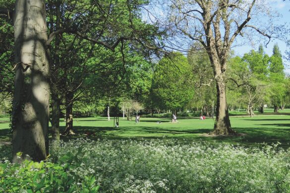 Small white flowers grow in the foreground while a field, trees and people are in the background