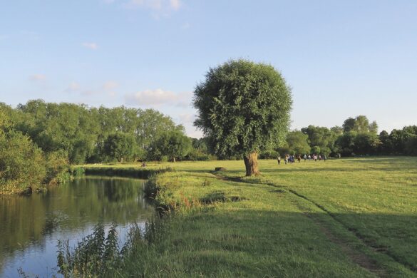 A large tree in a field next to a river. A group of people stand in the distance