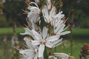 A white asphodel plant with flowers blossoming from a long green stalk