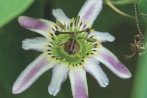 Close up of a pink and white Passiflora cuneata 'Miguel Molinari' flower with a yellow and green middle