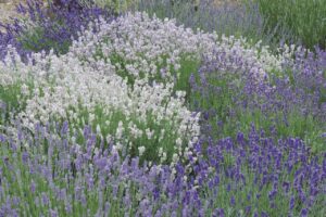 A flower bed of white and purple lavender