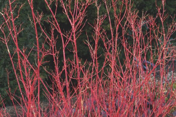 For bold hues, look to Forsythia giraldiana (left) and Cornus alba ‘Sibirica’ (right). Image by Howard Rice Vibrant red branches growing from the gravel