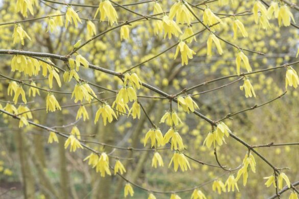 For bold hues, look to Forsythia giraldiana (left) and Cornus alba ‘Sibirica’ (right). Image by Howard Rice Yellow flowers hanging from a branch