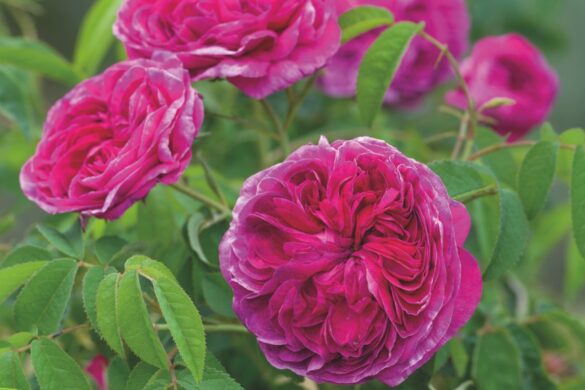 Flowers of Rosa ‘Maid of Kent’ (left) and Rosa ‘Charles de Mills’ (right). Image by Howard Rice Bright pink roses growing in a bush