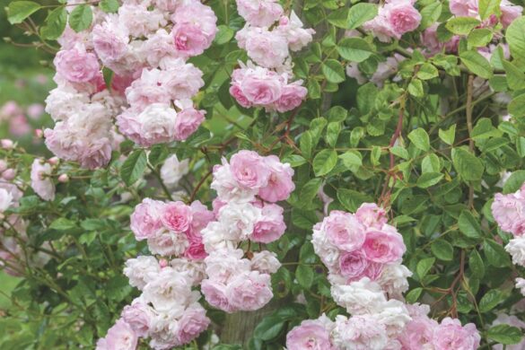 Flowers of Rosa ‘Maid of Kent’ (left) and Rosa ‘Charles de Mills’ (right). Image by Howard Rice Light pink roses growing in a bush