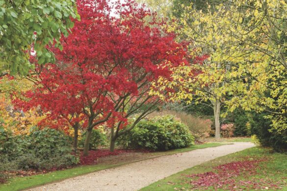 A pathway with red, yellow and green trees on the side
