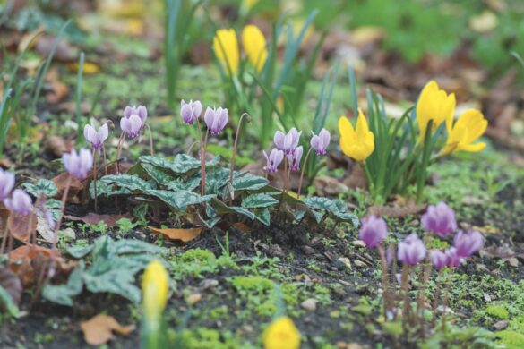 Fagus sylvatica (left) and cyclamen (right) show off autumnal colour. Image by Howard Rice Close up of small purple and yellow flowers among green weeds