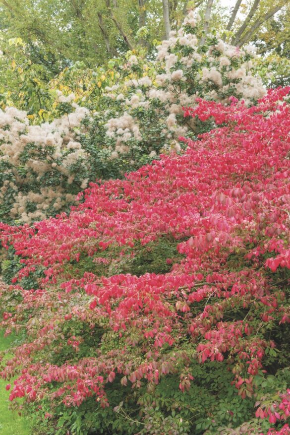 Euonymus alatus var apterus (right) and the Autumn Garden (left) create vivid hues. Image by Howard Rice A pink bush with a white plant behind