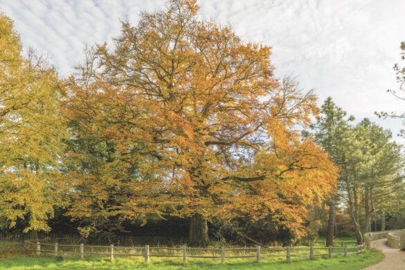 Fagus sylvatica (left) and cyclamen (right) show off autumnal colour. Image by Howard Rice A large autumnal tree behind a wooden fence