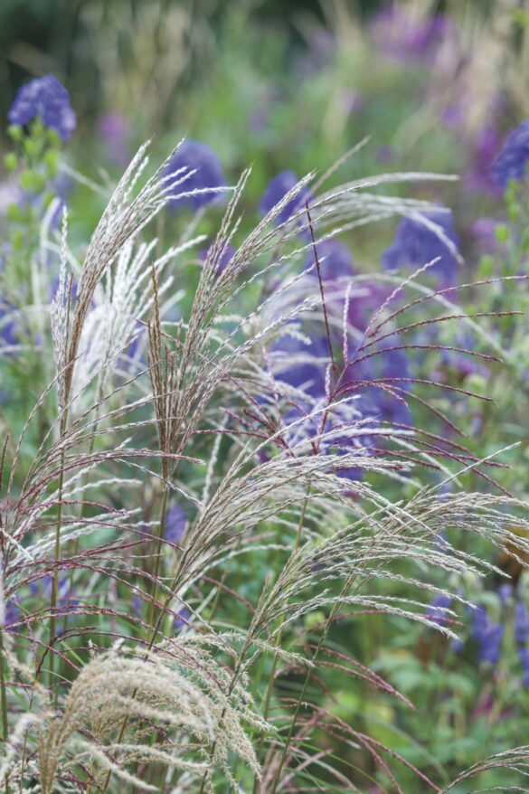 Euonymus alatus var apterus (right) and the Autumn Garden (left) create vivid hues. Image by Howard Rice A bush of wheat plants with purple flowers behind