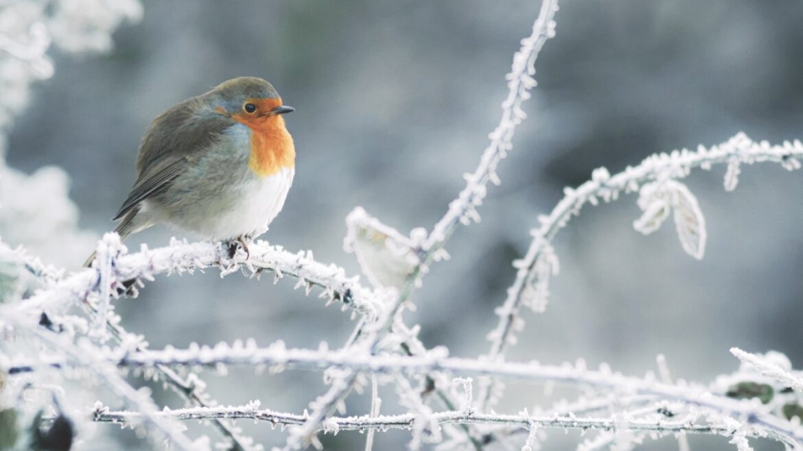A robin sitting on an icy branch in a tree