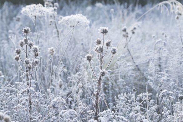 Spiky plants and large cobwebs in a frosty meadow