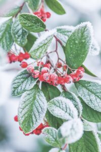 Close up of red berries on a branch with frosted leaves