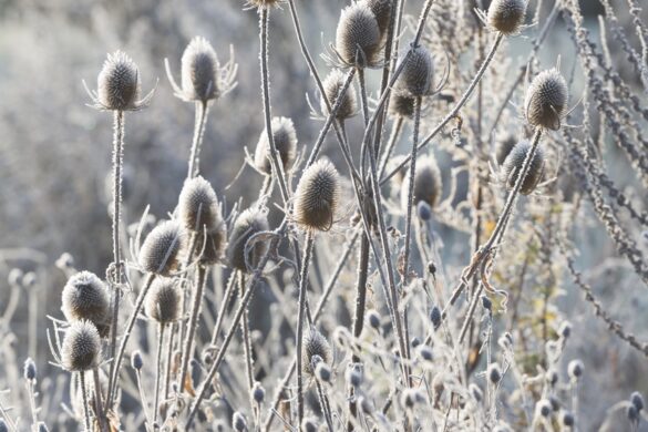 Seed heads in a frosty landscape