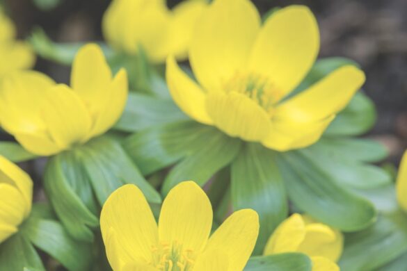 Yellow flowers with small green leaves