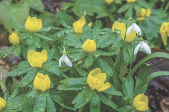 Yellow flowers with small green leaves with water droplets on and small snowdrops in between