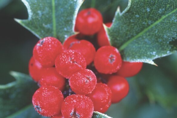 Close up of red holly with spiky leaves