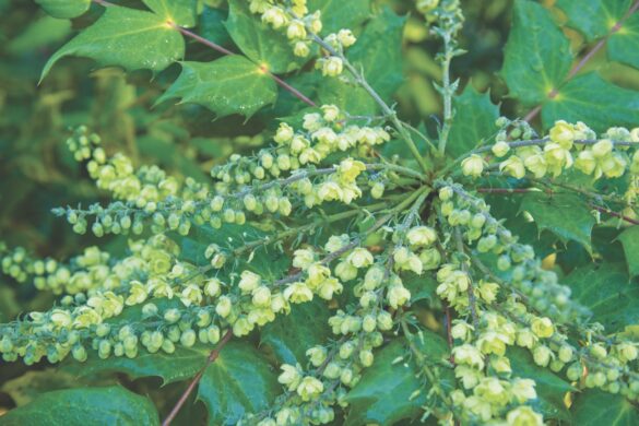 Small white buds on a green plant