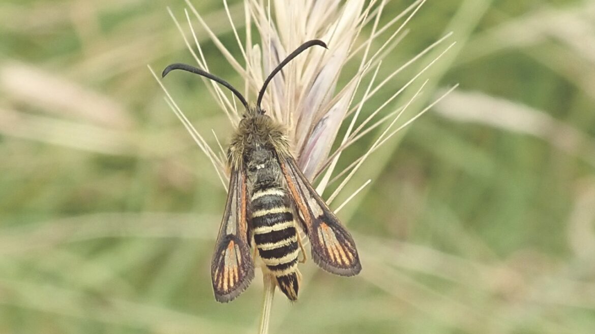 Close-up of a bee resting on brown grass