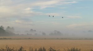 A foggy farm landscape with birds flying above a yellow field
